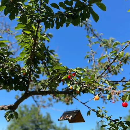 公寓 Angelina Vendeghaz *