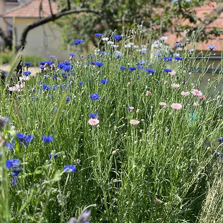 Angelina Vendeghaz 陶尔查